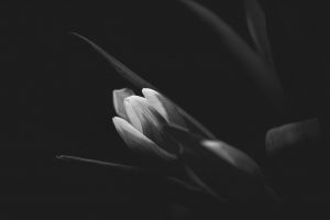 flower, tulips, blossom-6973210.jpg
